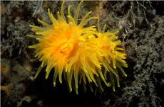 Sunset Cup coral © Paul Kay